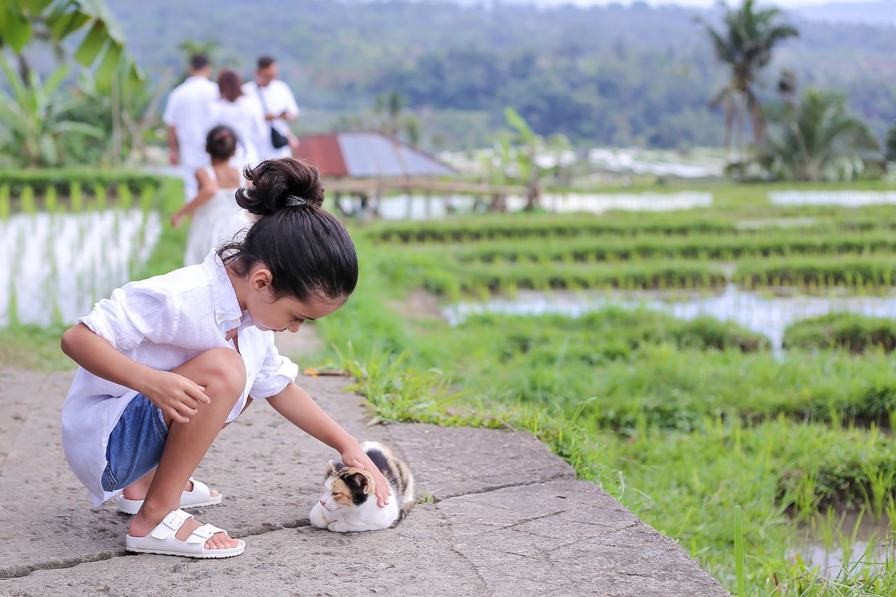 A girl crouches on the path to stroke a cat beside the rice fields